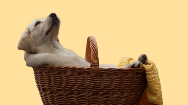 Dog in a basket sitting back.