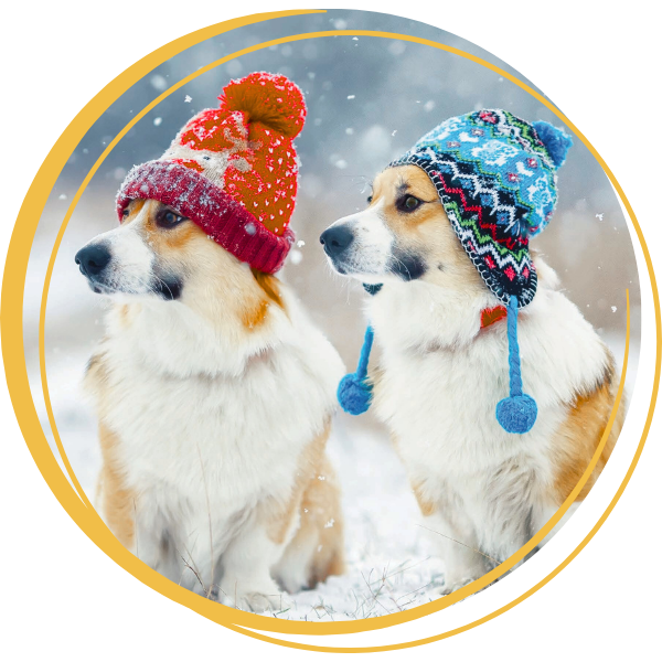 Two dogs in the snow